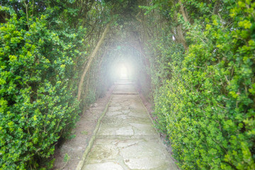 Light at the end of the tunnel. Green natural tunnel of trees wi