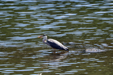 Un Héron avec un poisson dans le bec