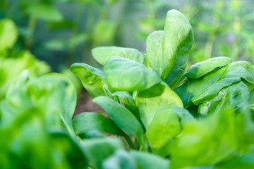 Spinach growing from composted soil in a home garden. Urban farm