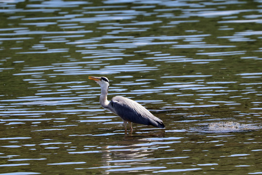 Un H&eacute;ron Cendr&eacute; avale un poisson
