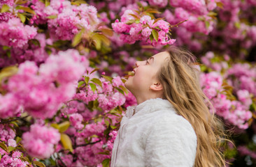Fototapeta premium Kid on pink flowers of sakura tree background. Botany concept. Kid enjoying cherry blossom sakura. Flowers as soft pink clouds. Sniffing flowers. Child enjoy warm spring. Girl enjoying floral aroma