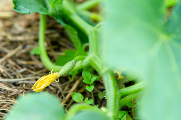 Fototapeta premium Growing cucumber with flower and tendrils in the green house. Gr