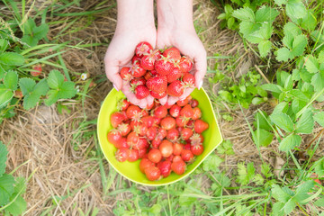 Picking home grown strawberry in garden. Organic berries in hand