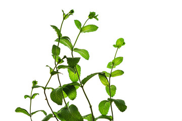 Fresh green mint leaves isolated on white background. Flat lay, top view. Close up of peppermint. © IrynaV