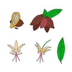 Hand drawn vector cacao collection. Botanic food set.