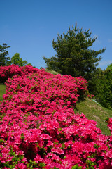 満開に咲くツツジ
