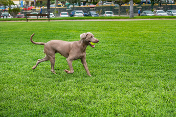 Weimaraner having fun and running through the green grass, with his ball in his mouth.