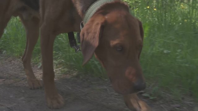 Following a hunting dog on the trail of an animal. dog on the hunt