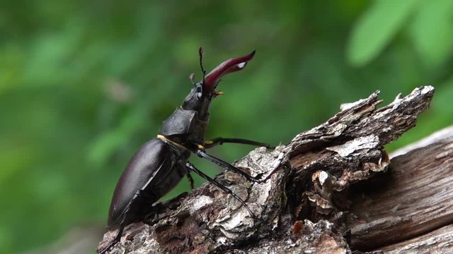 Hirschk&auml;fer M&auml;nnchen