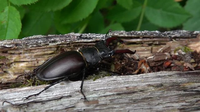 Hirschk&auml;fer M&auml;nnchen