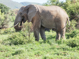 Naklejka na ściany i meble Elephant, Pilanesberg National Park, South Africa