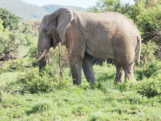 Elephant, Pilanesberg National Park, South Africa