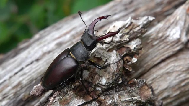 Hirschk&auml;fer M&auml;nnchen