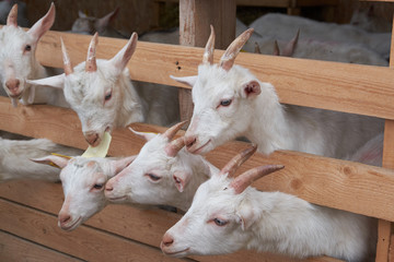 Obraz premium Little goats behind the fence