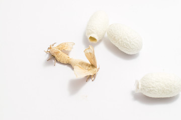 Silk Moth on Silk Cocoon