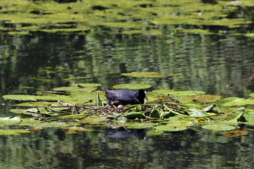 Une poule d'eau couve ses œufs