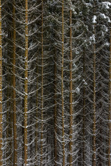Snow on spruce tree branches in the woods on a grey and cold win