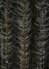 Snow on spruce tree branches in the woods on a grey and cold win