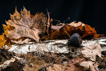 autumn leaves and birch tree in the studio on black background
