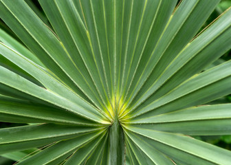 Beautiful plant leaf in botanic green house, sugar palm leaf det
