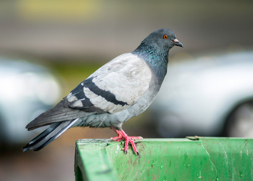 Pigeon on a rubbish bin outside in the city, health care issues