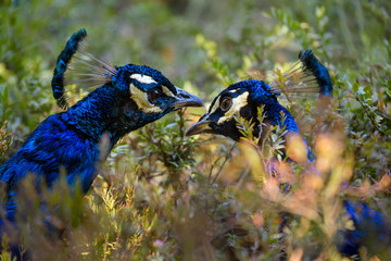 Close up of peacock in green bushes, wildlife bird