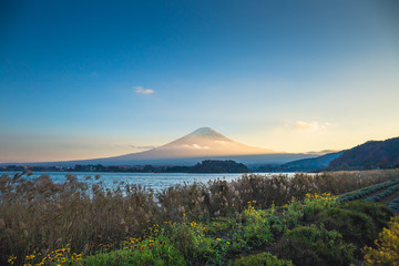 Fototapeta na wymiar Mt. Fuji over Lake Kawaguchiko with flower garden at sunset in Fujikawaguchiko, Japan.
