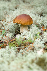 Boletus mushroom on the green moss in the forest