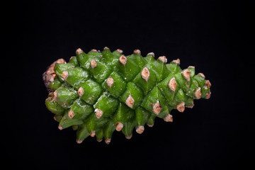 One pine cone on a monochrome background