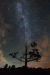 Night landscape with colorful Milky Way stars over the tree silh