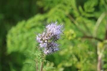 blossom of a blue flower in front of a dark green and light green background