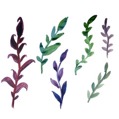 Set of leaves and twigs. Drawn by hand with watercolor on an isolated white background. Set of watercolor elements for design.