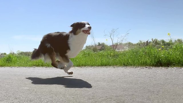 Australian Shepherd dog running very fast on asphalt road with blue sky and with green field in background. Happy young Aussie having fun outdoors. Shoot from camera gimbal stabilizer. Slow Motion.