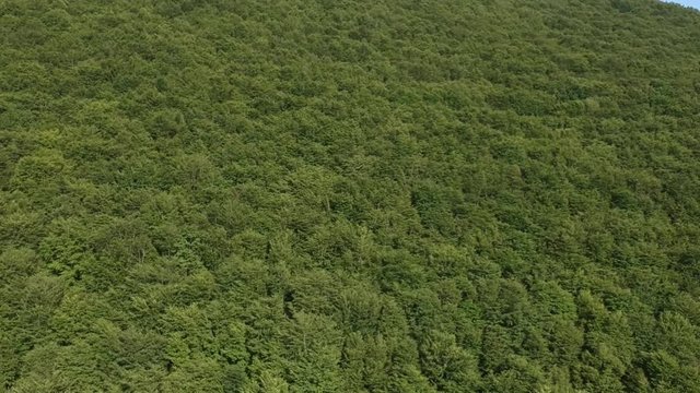 Veduta aerea di un bosco verde di castagni in estate