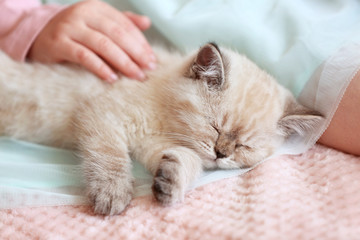 Fototapeta na wymiar Girl with cute fluffy kitten at home