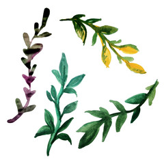 Set of leaves and twigs. Drawn by hand with watercolor on an isolated white background. Set of watercolor elements for design.