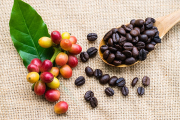 Red coffee beans