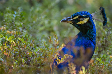 Obraz premium Close up of peacock in green bushes, wildlife bird