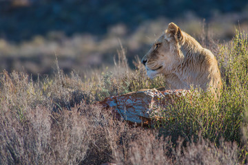 Lioness - Female Lion, South Africa