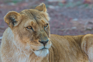 Fototapeta na wymiar Lioness - Female Lion, South Africa