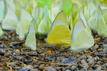 Butterfly on flower view, Colors of rainbow. Pattern of multicolored butterflies morpho, texture background.