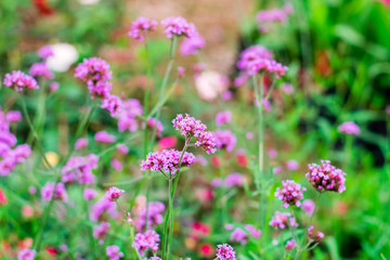 Violet verbena flowers