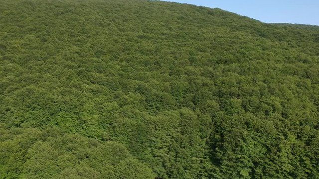 Veduta aerea di un bosco verde di castagni in estate