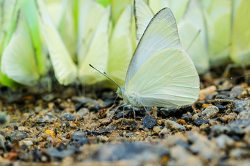 Butterfly on flower view, Colors of rainbow. Pattern of multicolored butterflies morpho, texture...