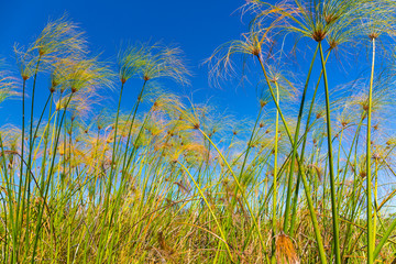 Papyrus plant, Okavango Delta, Botswana, Africa