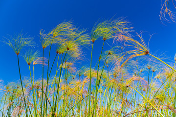 Papyrus plant, Okavango Delta, Botswana, Africa