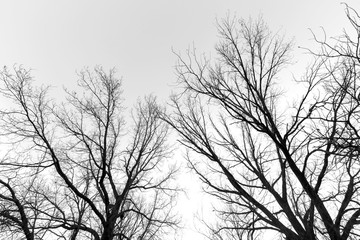 Fototapeta na wymiar black and white trees silhouettes