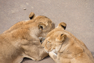 メスライオンたち