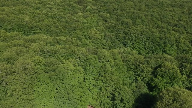 Veduta aerea di un bosco verde di castagni in estate