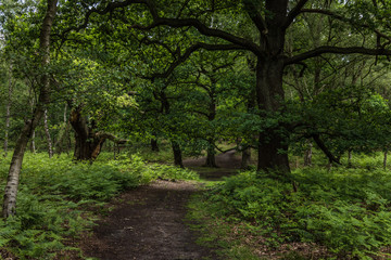 Big trees in the big forest